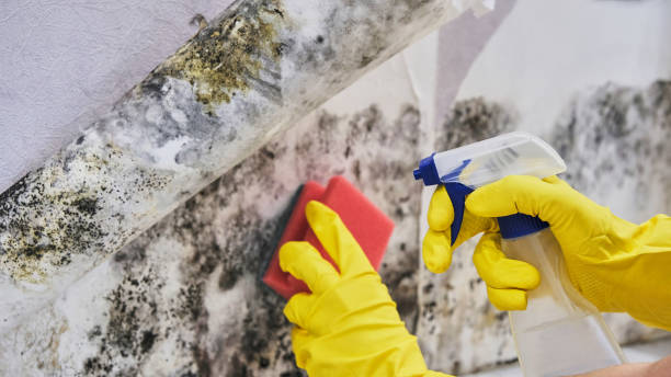 Best Emergency Mold Remediation in Marshfield, MO